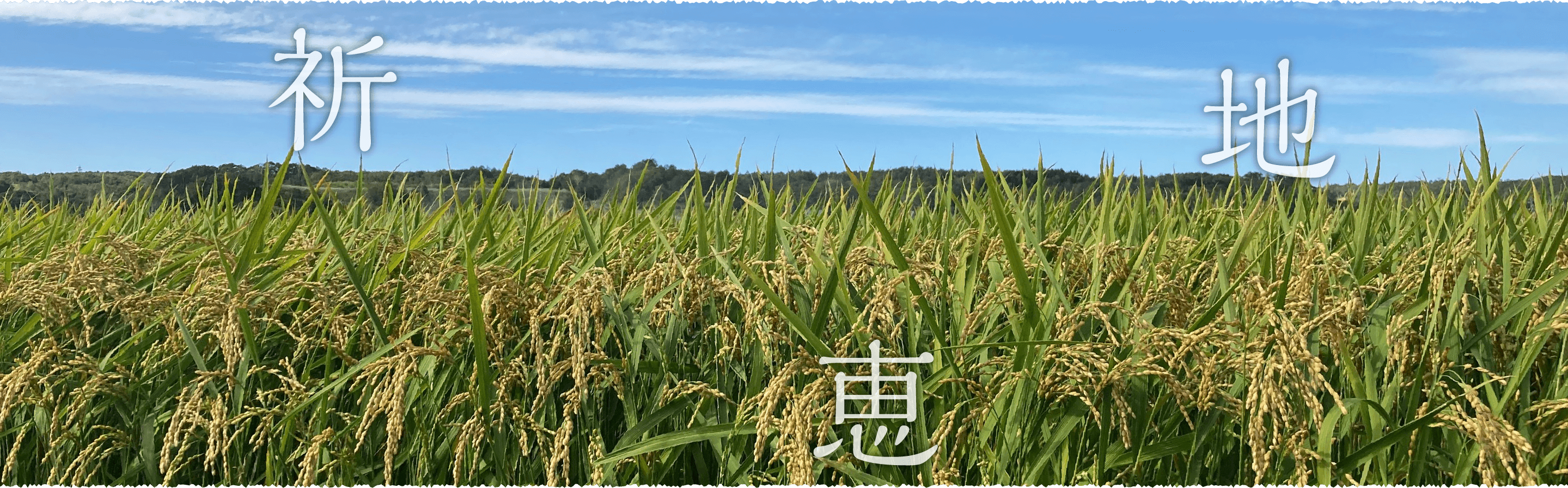 大地と太陽の恵みを受けて豊かに実った酒米